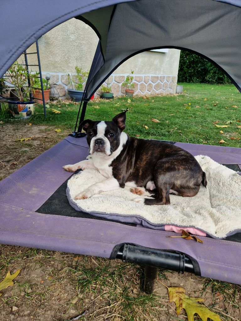 Violette La Patouille des Forges