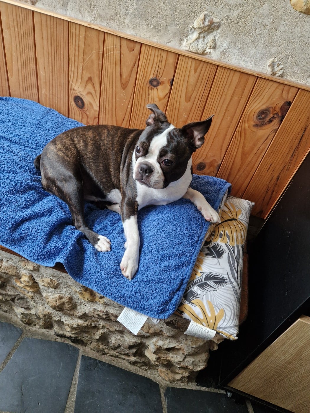 Violette La Patouille des Forges