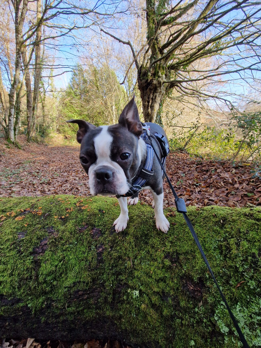 Violette La Patouille des Forges