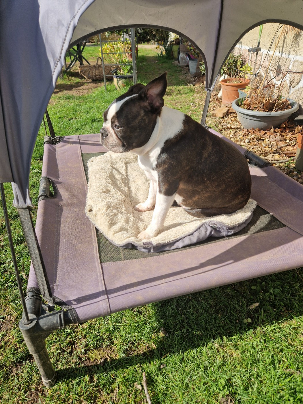 Violette La Patouille des Forges