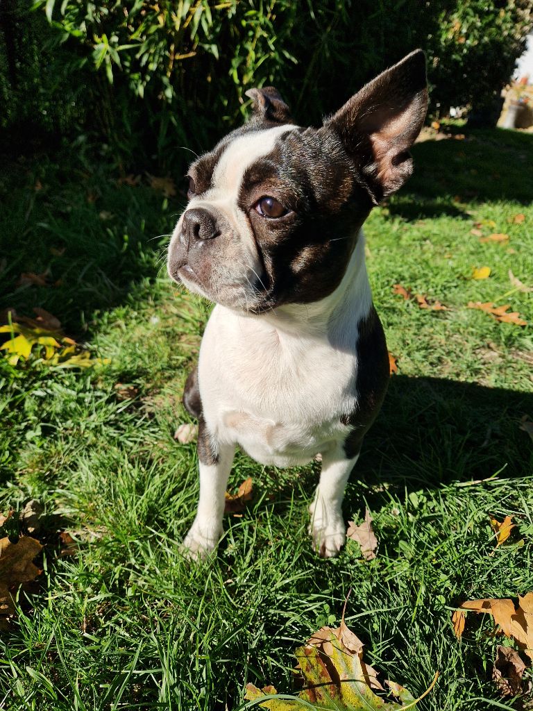 Violette La Patouille des Forges