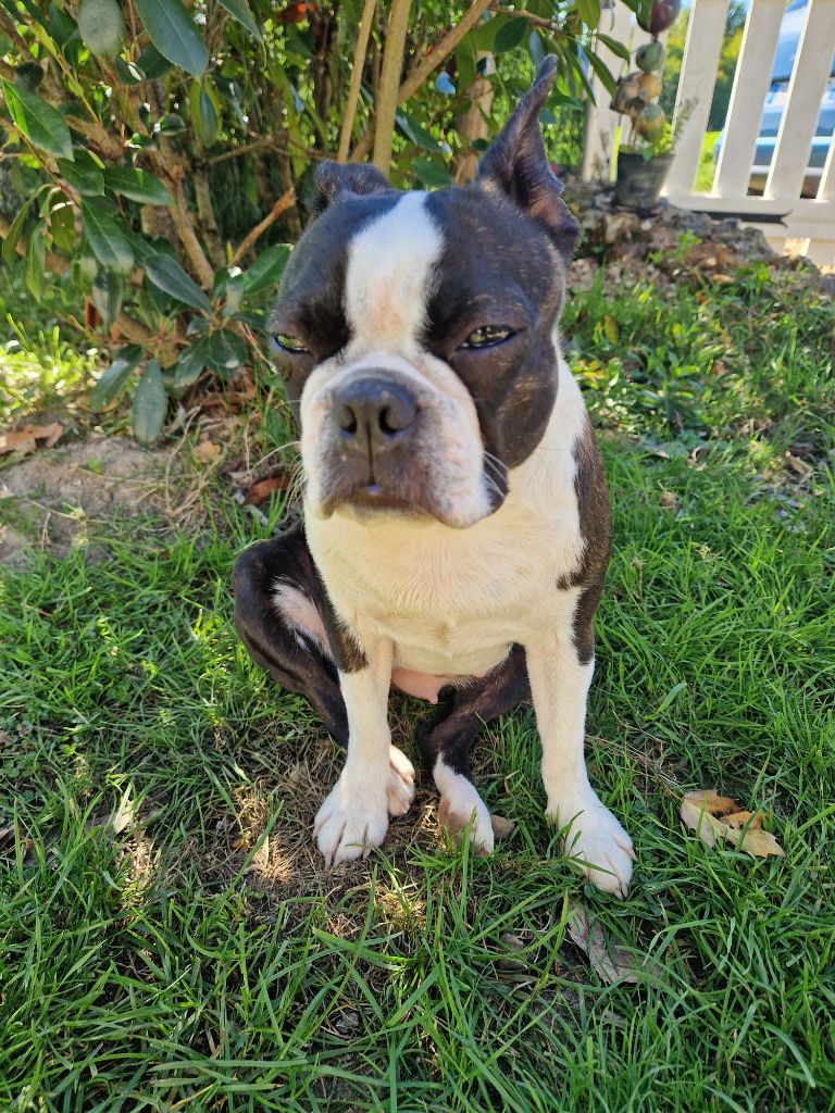 Violette La Patouille des Forges