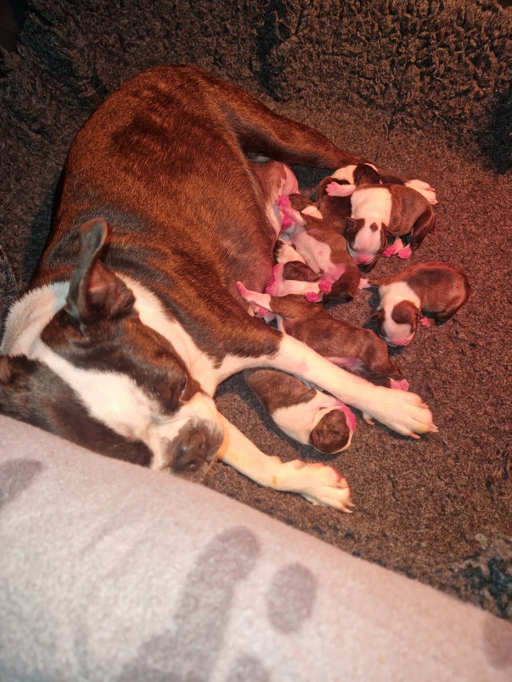 Boston Terrier - La Patouille des Forges