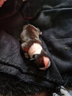 Les chiots de Boston Terrier