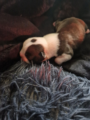 Les chiots de Boston Terrier