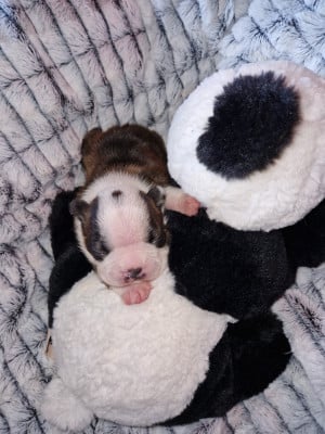 Les chiots de Boston Terrier