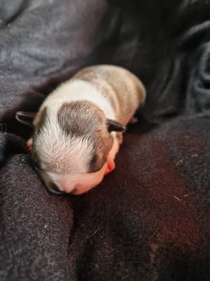 Les chiots de Boston Terrier