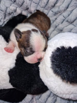 Les chiots de Boston Terrier