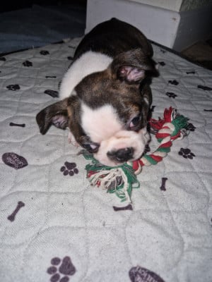 Les chiots de Boston Terrier