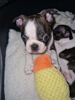 Les chiots de Boston Terrier