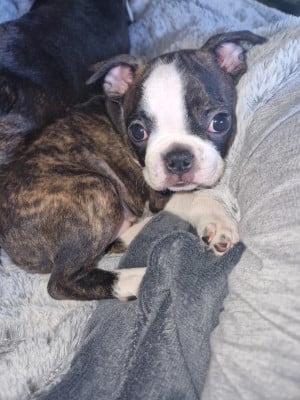 Les chiots de Boston Terrier