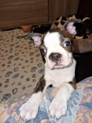 Les chiots de Boston Terrier