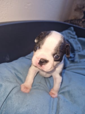 Les chiots de Boston Terrier