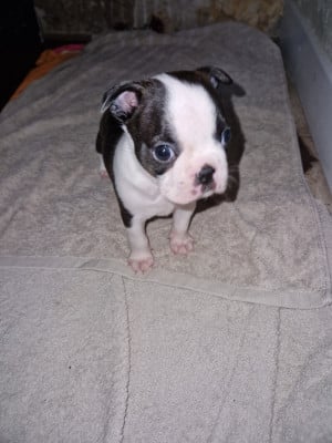 Les chiots de Boston Terrier