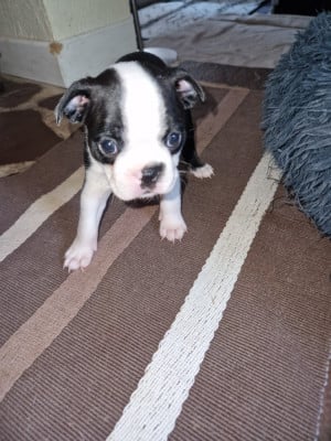 Les chiots de Boston Terrier