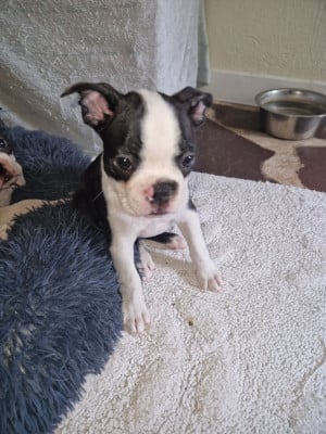 Les chiots de Boston Terrier