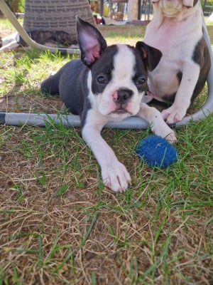 Les chiots de Boston Terrier