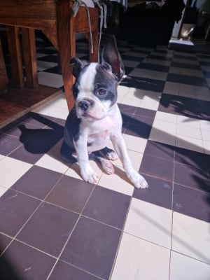 Boston Terrier
