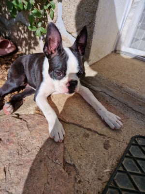 Les chiots de Boston Terrier