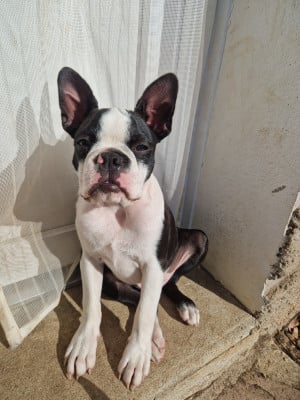 Les chiots de Boston Terrier