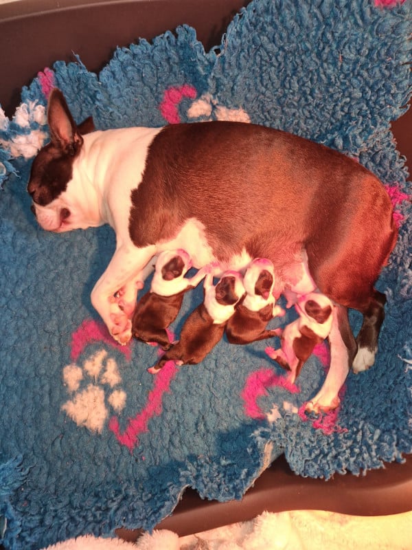 Boston Terrier - La Patouille des Forges