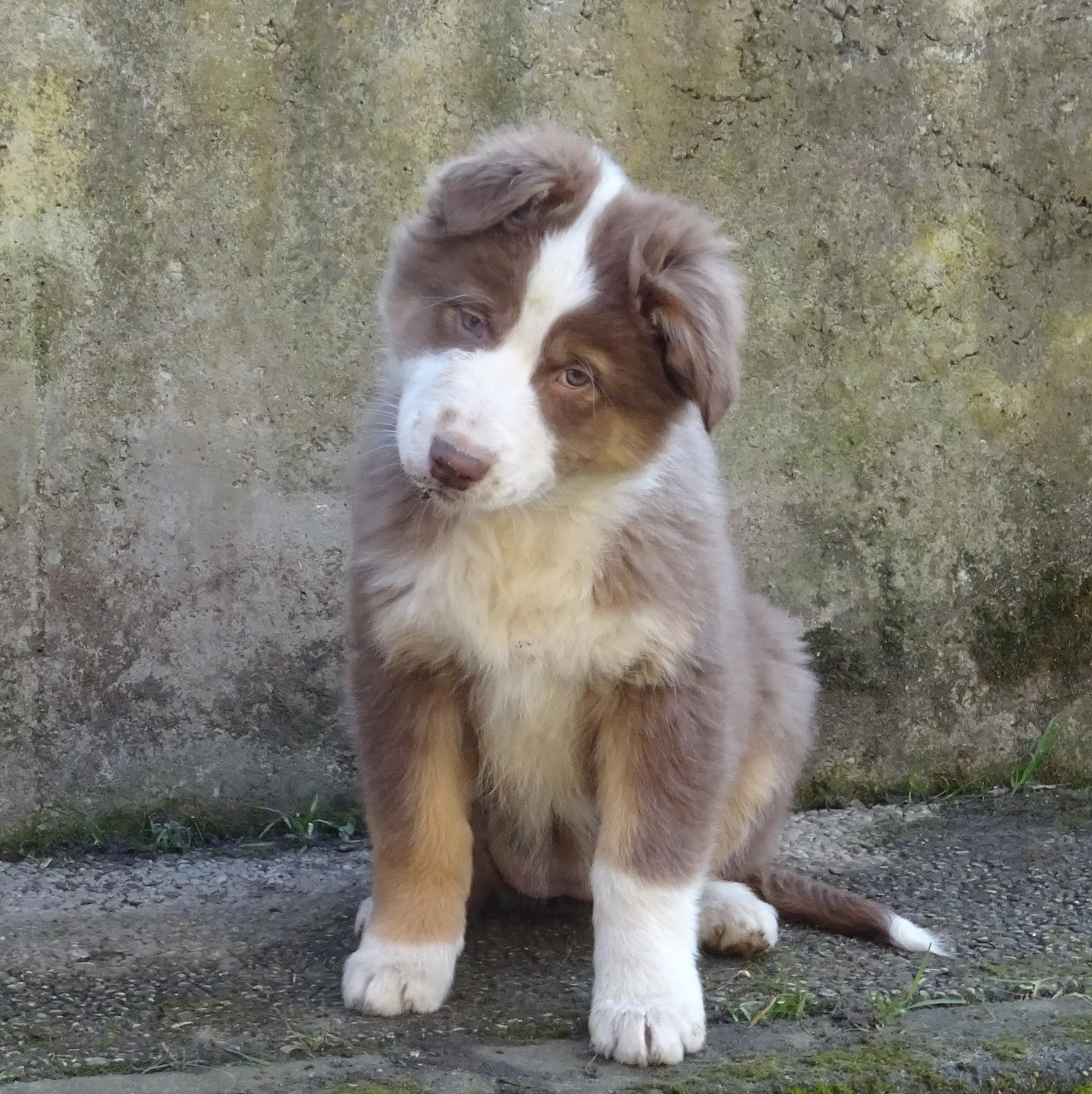 AZIA - Berger Australien