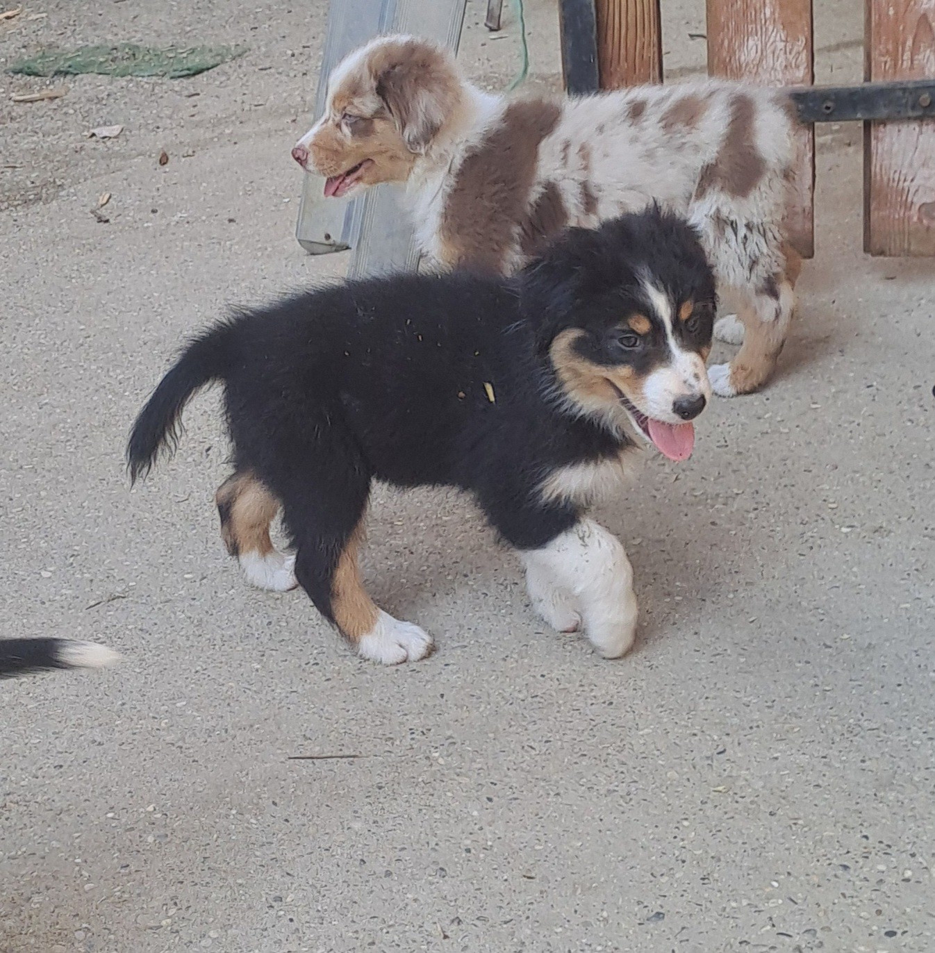 Chiot 7 - Berger Australien