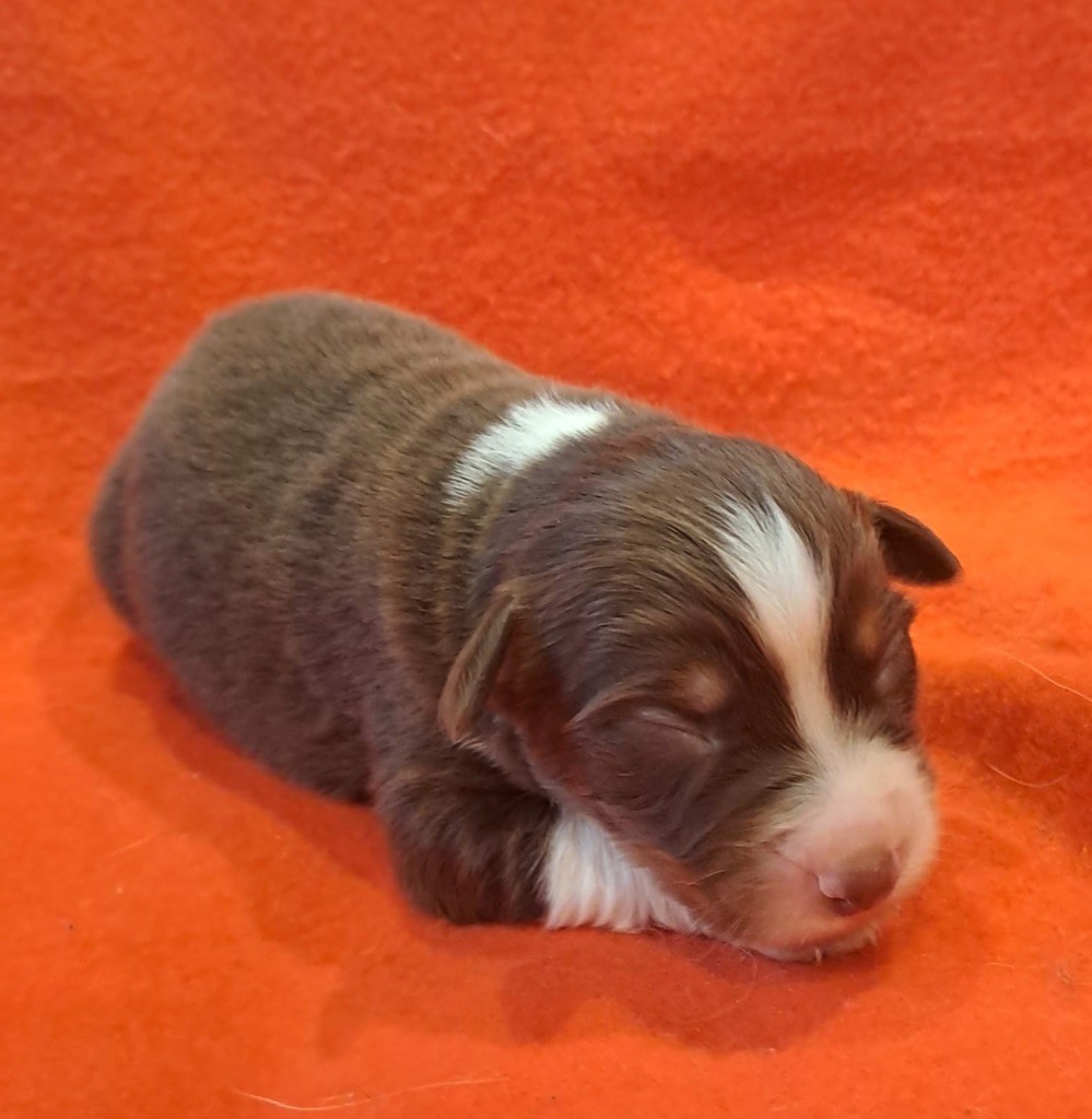 Berger Australien - De La Pierre Du B'Ressieux