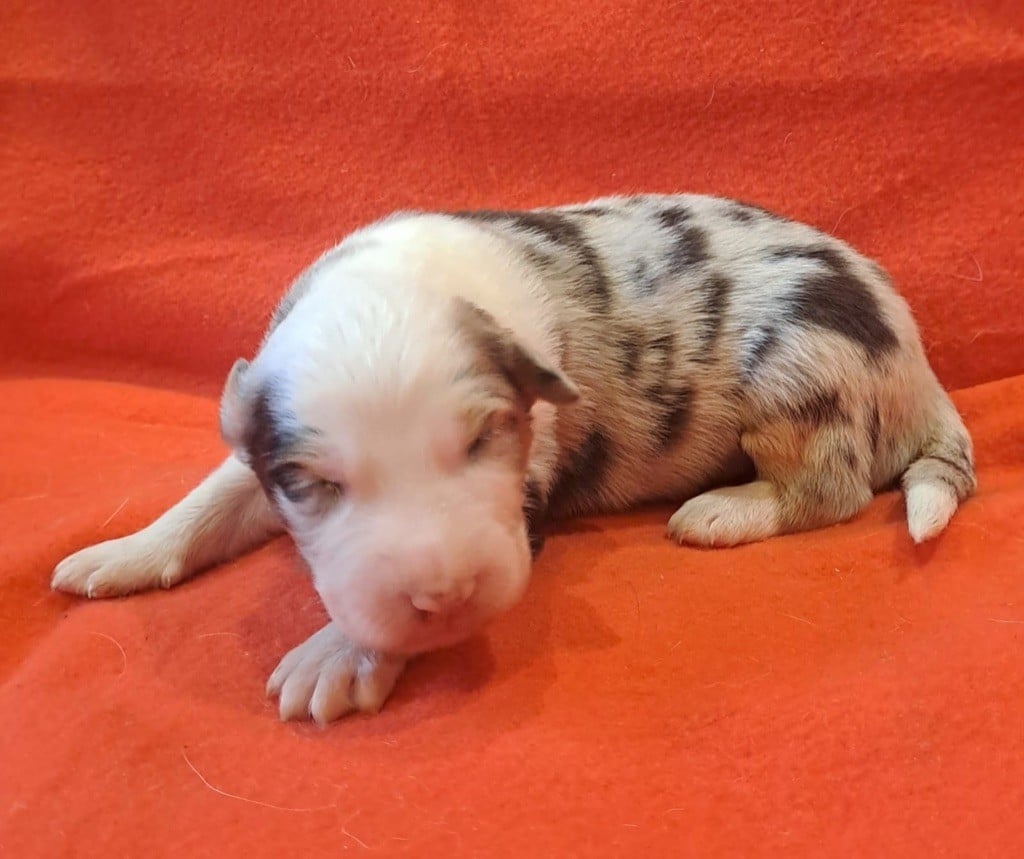 Berger Australien - De La Pierre Du B'Ressieux