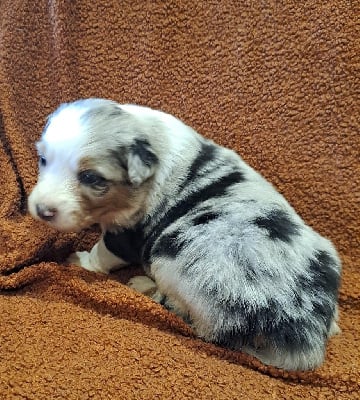 Les chiots de Berger Australien