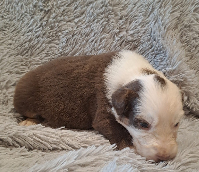 Les chiots de Berger Australien