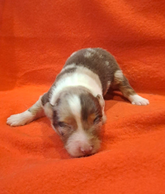 Les chiots de Berger Australien