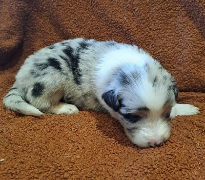 Les chiots de Berger Australien
