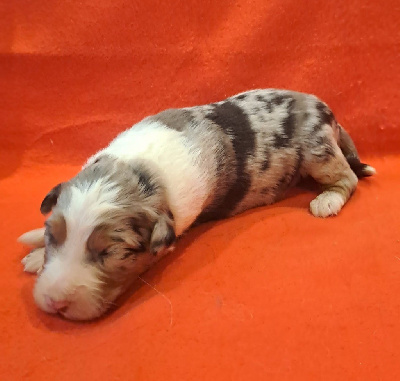 Les chiots de Berger Australien