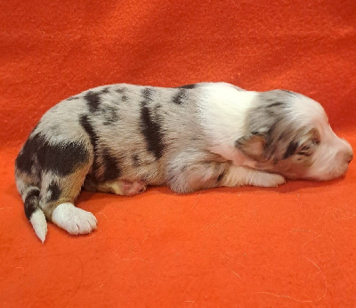 Les chiots de Berger Australien