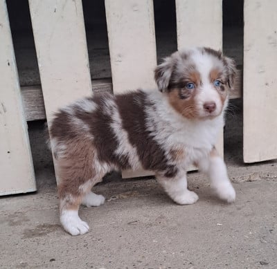 Les chiots de Berger Australien