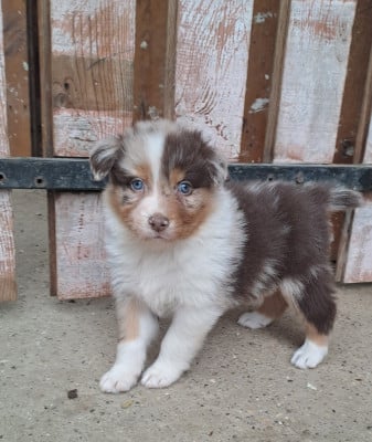 Les chiots de Berger Australien