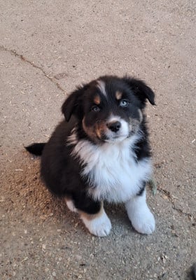 Les chiots de Berger Australien