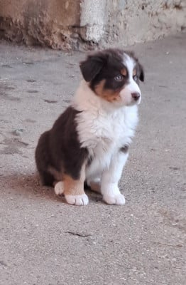 Les chiots de Berger Australien