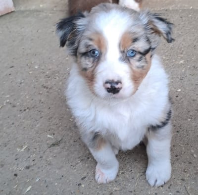 Les chiots de Berger Australien