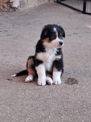 Les chiots de Berger Australien