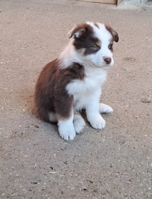 Les chiots de Berger Australien