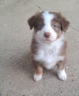 Les chiots de Berger Australien