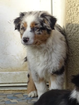 Les chiots de Berger Australien