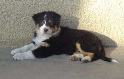 Les chiots de Berger Australien