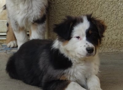 Les chiots de Berger Australien