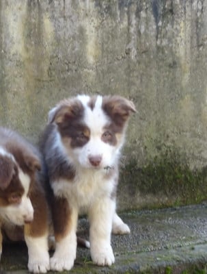 Les chiots de Berger Australien