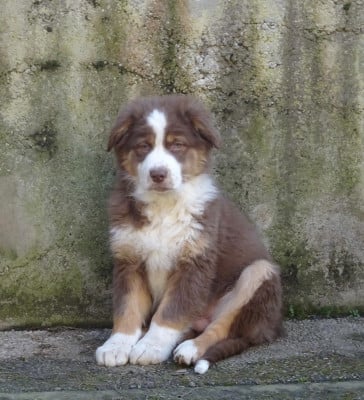 Les chiots de Berger Australien