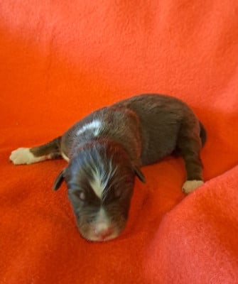 Les chiots de Berger Australien