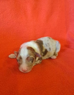 Les chiots de Berger Australien